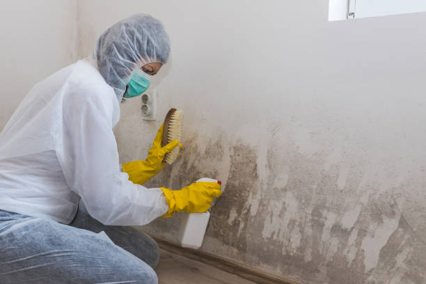 Professional Mold Removal in Apache, OK